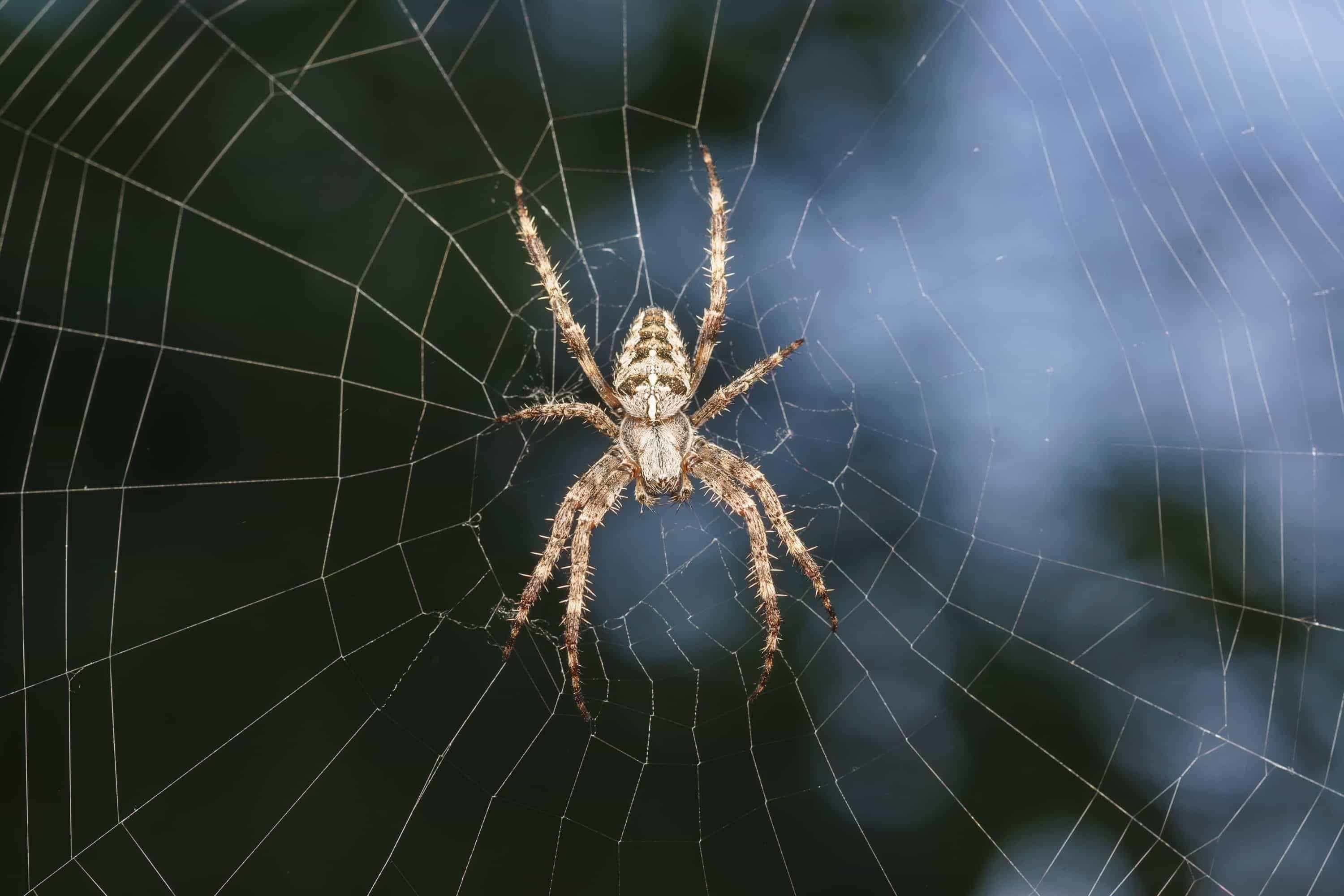 Arachnophobia - die Angst vor Spinnen | Hypnose ist bekannt um diese Angst loszuwerden